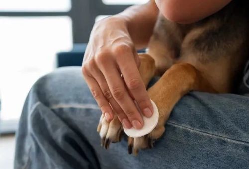 How to Keep Your Dog’s Paws Clean After Every Walk? 2 How to Keep Your Dog’s Paws Clean After Every Walk?