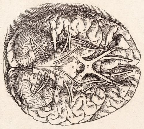 Smarty Pants: IQ, Misuse, and the Politics of Ranking Human Worth