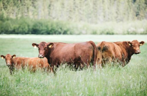 Health Benefits of Choosing Grass-Fed Beef 2 Health Benefits of Choosing Grass-Fed Beef