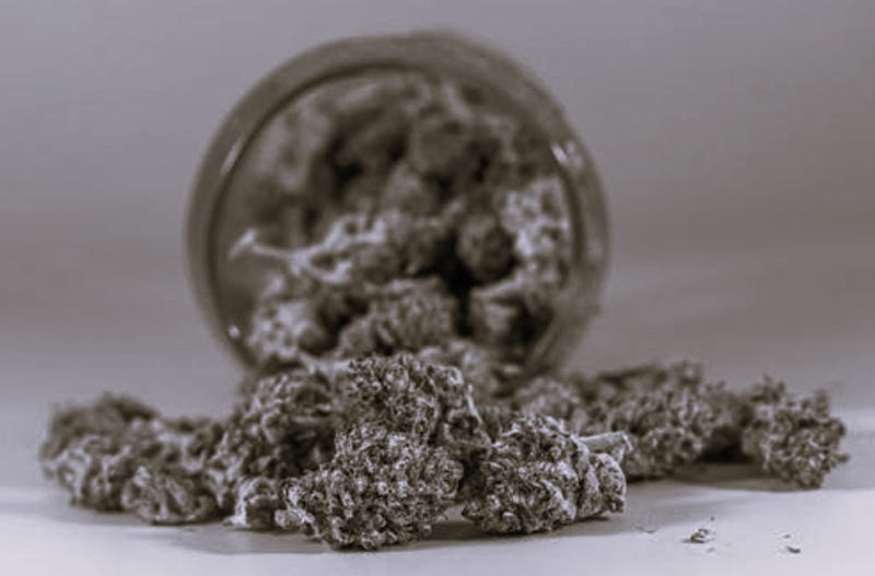 Everything You Need To Know About The Gush Mintz Weed Strain