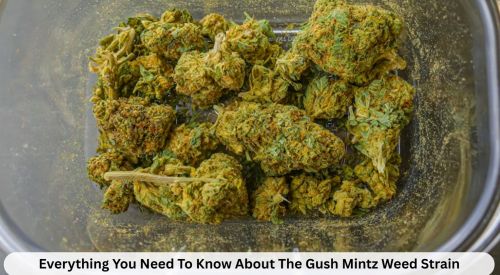 Everything You Need To Know About The Gush Mintz Weed Strain 2 Everything You Need To Know About The Gush Mintz Weed Strain