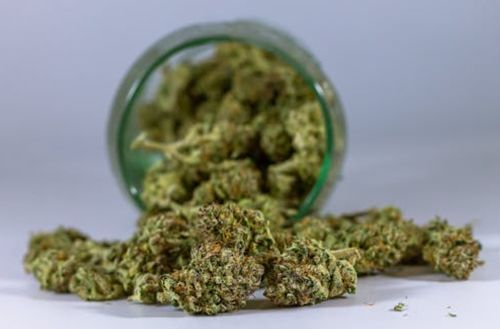 Everything You Need To Know About The Gush Mintz Weed Strain 3 Everything You Need To Know About The Gush Mintz Weed Strain