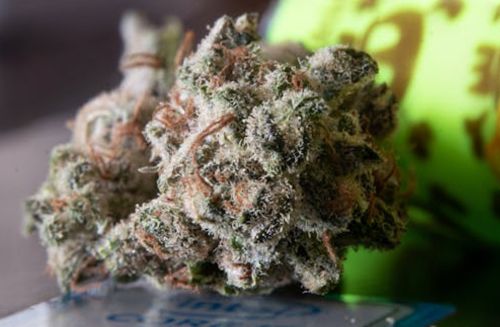 Everything You Need To Know About The Gush Mintz Weed Strain 4 Everything You Need To Know About The Gush Mintz Weed Strain