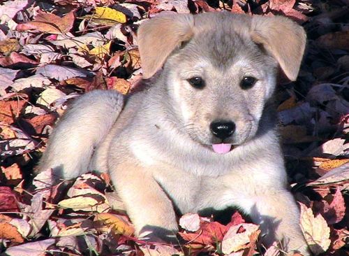 Check What Matters Most To Spot A Healthy Pup Before You Bring One Home 2 Check What Matters Most To Spot A Healthy Pup Before You Bring One Home