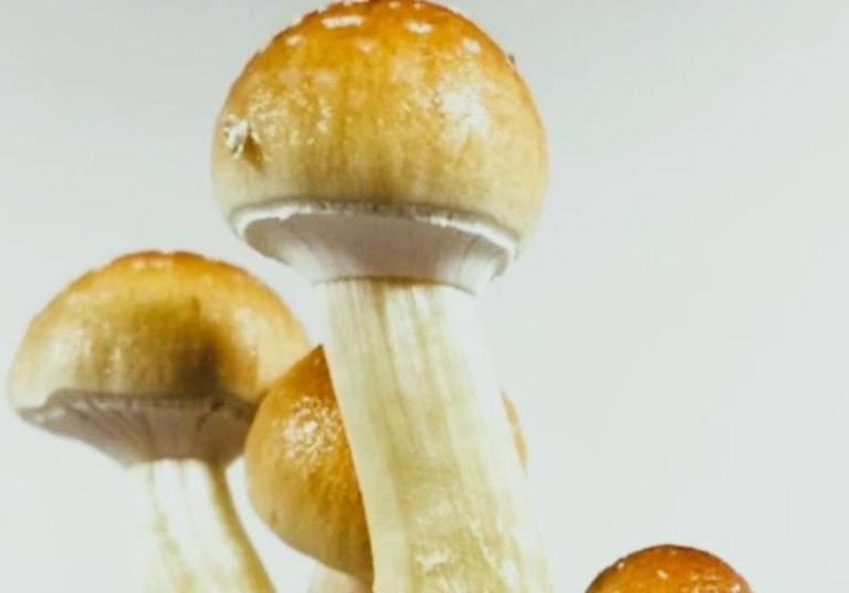 Verify Essential Quality Indicators Before Selecting Mushroom Spores From Virtual Vendors 15 SVBCBE87963-HannahGilbert02