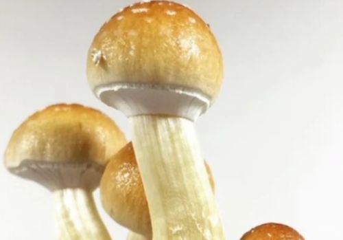 Verify Essential Quality Indicators Before Selecting Mushroom Spores From Virtual Vendors 2 Verify Essential Quality Indicators Before Selecting Mushroom Spores From Virtual Vendors