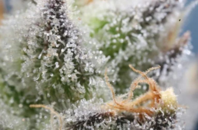 UnderstandingRange-SusanMelony01