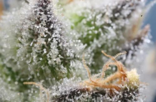 Understanding the Range of THCA Product Types