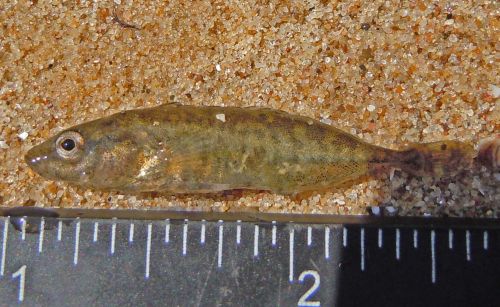 The Modern Aral Sea Disaster: Data, Denial, and Ecological Irreversibility