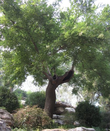 The Qing Dynasty’s Control of Ming History: Legitimacy and the Politics of the Past