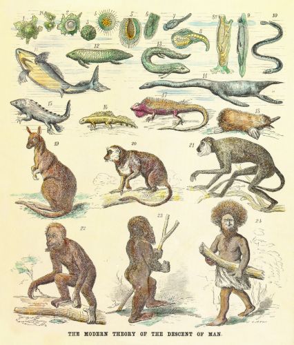 Cosmic Pluralism and Its Collapse: Nineteenth-Century Belief in Extraterrestrial Life 4 Ernst Haeckel's theories of evolution