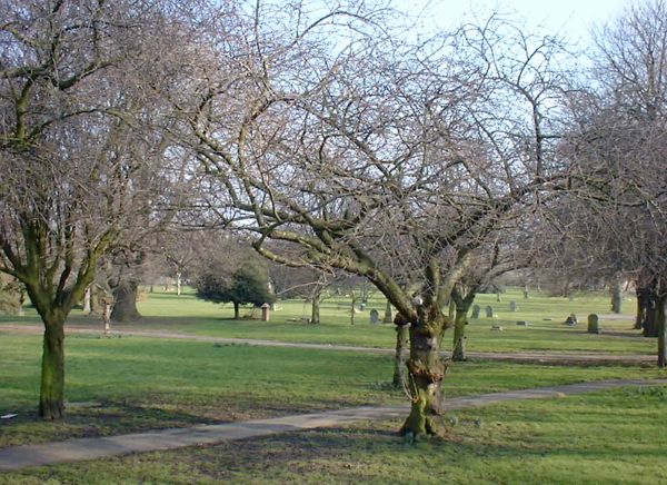 The Fall of the Jezreelites: Charismatic Leadership and Cult Collapse in Victorian England