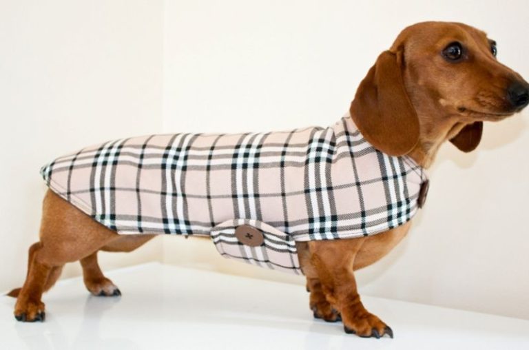 PetSitting-JeffToring02