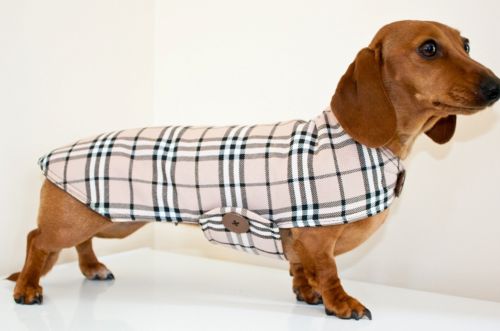 How HonestPet Is Setting the Bar for Ethical Dachshund Adoption Online