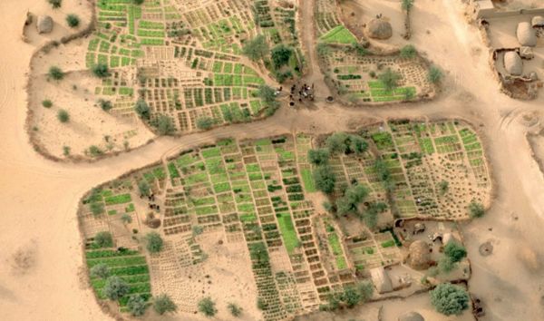 Farming in Ancient Africa: Why Agriculture Came Later to Humanity’s First Home 5 Rectangular fields clustered around a water well, on a bank of the Niger River, near Gao, Mali