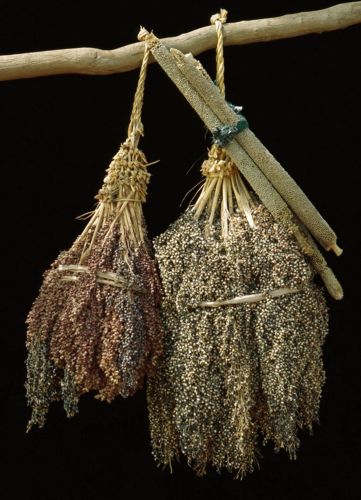 Farming in Ancient Africa: Why Agriculture Came Later to Humanity’s First Home 6 Sorghum and millet bunches, annual grasses grown as grain and animal fodder, Sahel Desert, Mali, West Africa