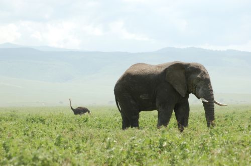 Farming in Ancient Africa: Why Agriculture Came Later to Humanity’s First Home 4 The African bush elephant (foreground), Earth's largest extant land animal, and the Masai ostrich (background), one of Earth's largest extant birds