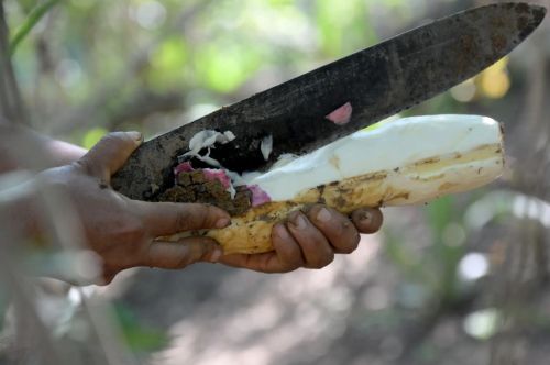 Throughout time, women and children have processed food on a daily basis