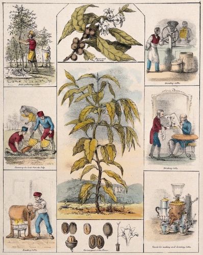 A coffee plant (Coffea arabica), its flower and fruit segments bordered by six scenes illustrating its use by man