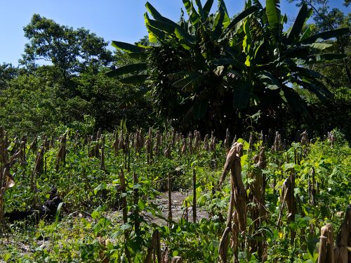 A milpa in Central America