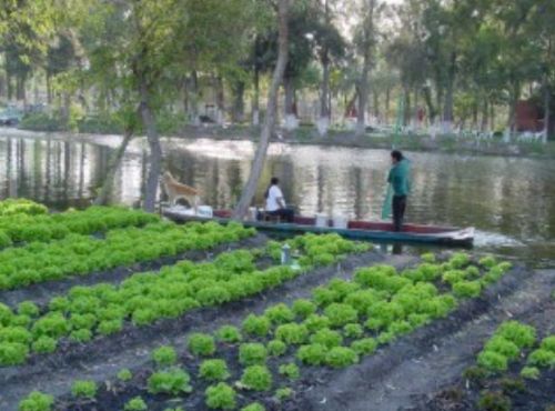 Modern chinampas