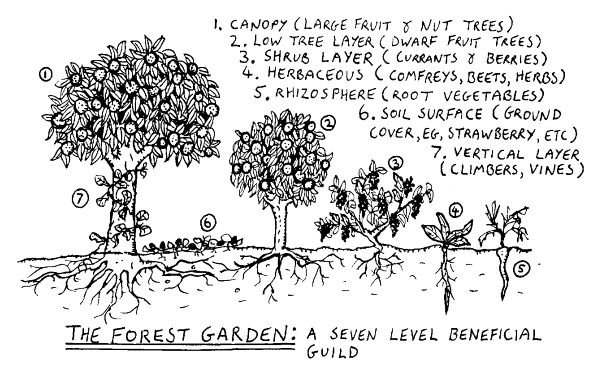 The seven layers of the forest garden