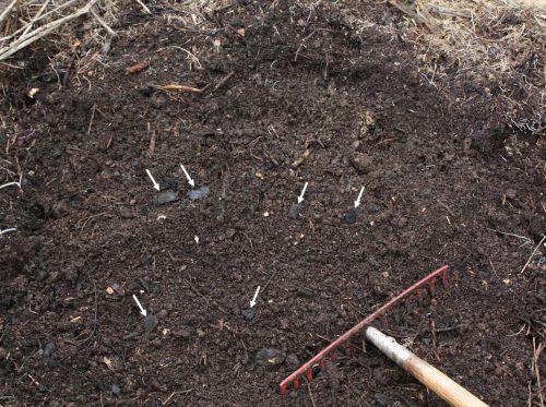 Homemade terra preta, with charcoal pieces indicated by white arrows