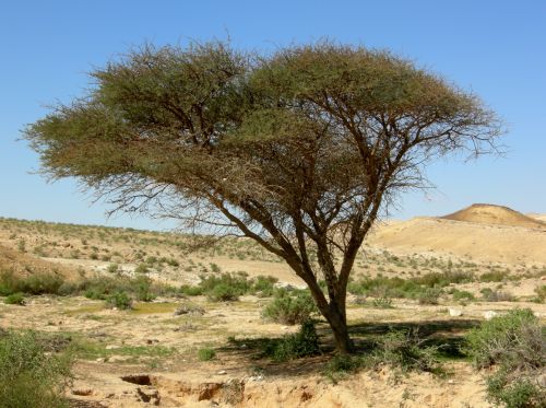 Of the three Acacia species growing in high plateau of the Negev, Acacia pachyceras is the most cold-resistant