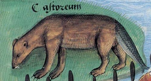 During the Middle Ages it was believed that beaver tails were of such a fish-like nature that they could be eaten on fast days