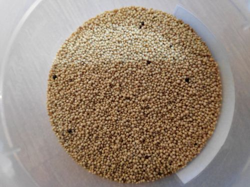 Amaranth grain