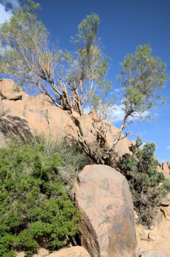 Olive tree in the Hoggar Mountains in southern Algeria