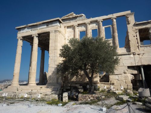 The most sacred moria tree stands in front of the ancient temple of Erechtheion on the Acropolis of Athens