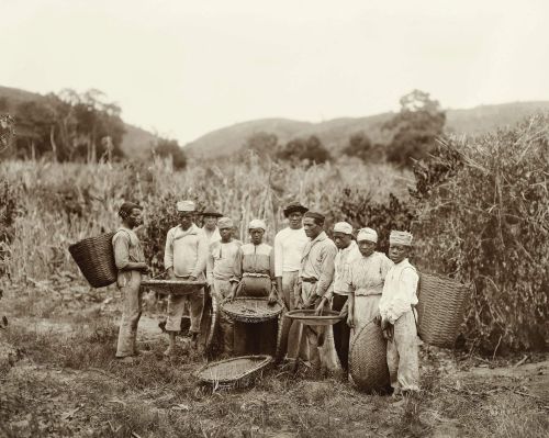 How Coffee Beans Reached America and Became an Atlantic Commodity of Empire 11 Enslaved African people working on a coffee plantation in Brazil, c.1882