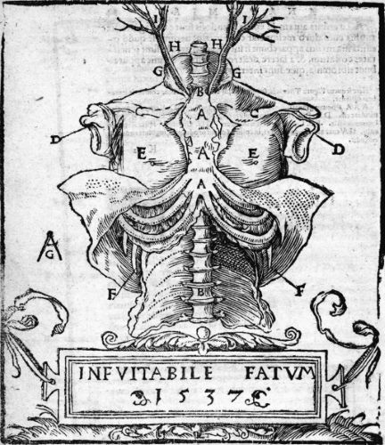 From the Anathomia, 1541