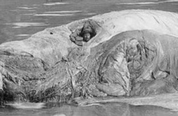 In the 1800s, patients would spend many hours inside a whale carcass hoping that the hot blubber would treat their rheumatism