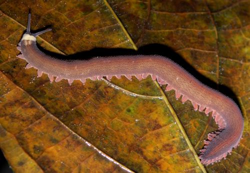 A species of Oroperipatus, a velvet worm