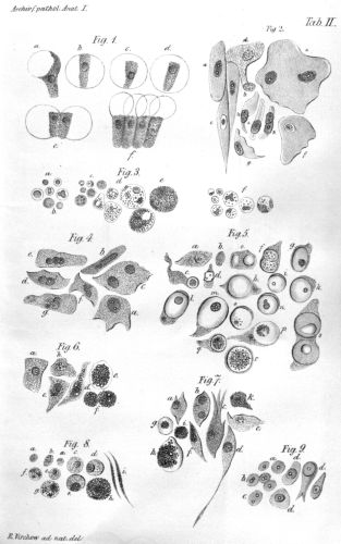 Illustration of Rudolf Virchow's cell theory
