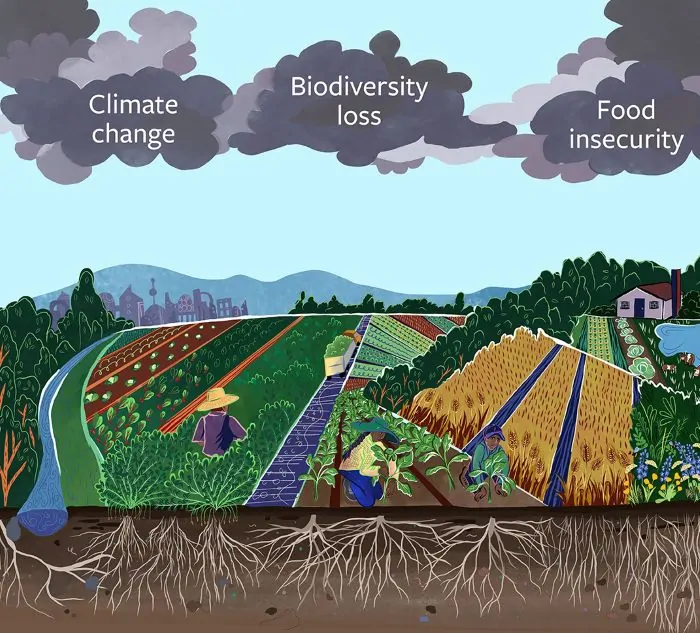 The Anthropocene is characterized by human impacts on their environment, with ramifications for variables such as climate change, biodiversity loss, and global food insecurity.