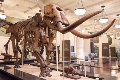 Argos and the American Republic: Classical Mythology in Thomas Jefferson’s Vision 13 Mounted M. americanum skeleton ("Warren mastodon")