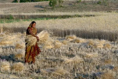 Woman harvesting wheat using traditional methods, Raisen district, Madhya Pradesh, India