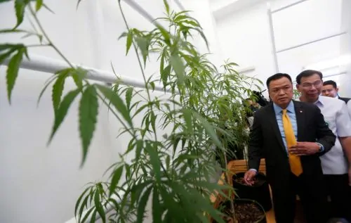 Cannabis Legalization Worldwide: Trends from Across the Globe