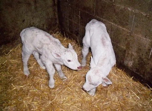 Twin Charolais calves