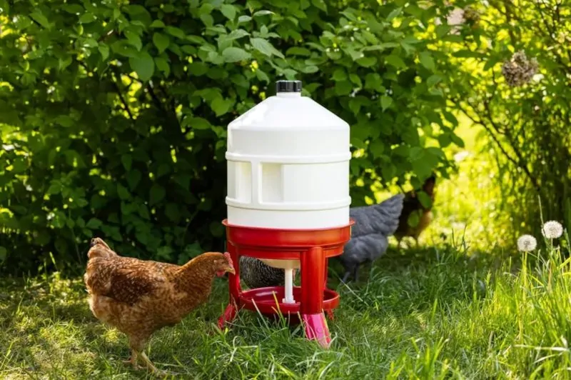 Better Chicken Feeding: Practical Ways to Reduce Waste and Keep Birds Healthy