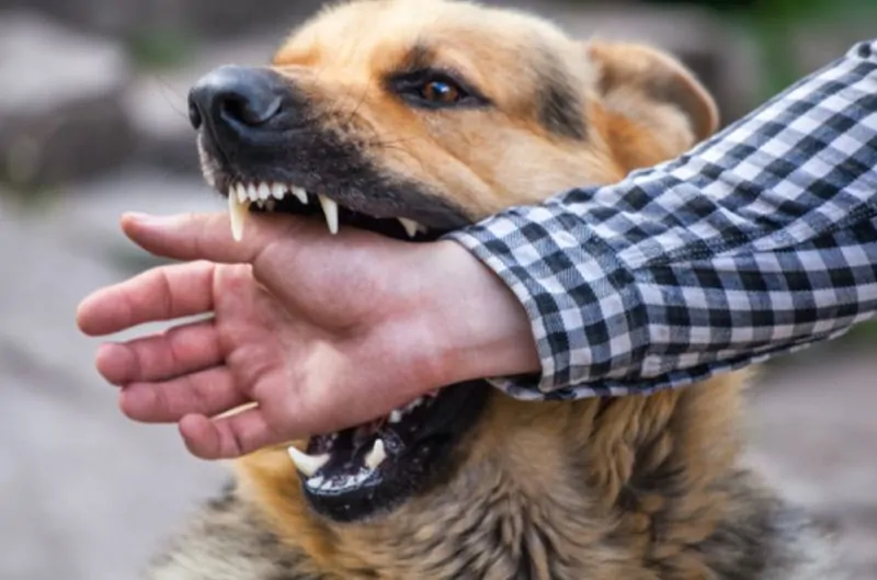 When Dog Bite Victims Should Seek Help From an Injury Lawyer