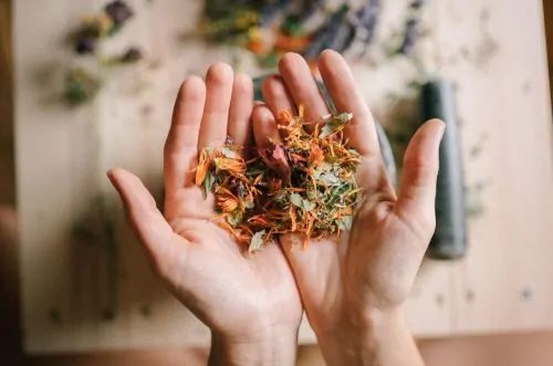 The Top Medicinal Herbs Used Throughout History