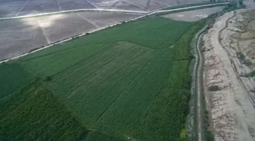 A drone’s view of sugarcane fields shows a pre-Hispanic adobe aqueduct on the right and small feeder canals in the modern fields