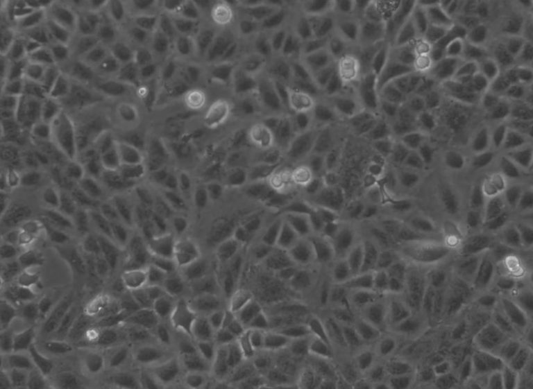 CellResDis-ClickIntelligence01