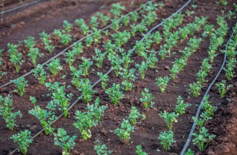 The Packaging Bottleneck in Commercial Biocontrol and Insectaries