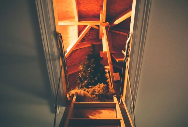 What Happens After Wildlife Gets Into Your Home